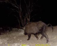Texas Wild Hog Game Camera Photo