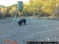 Texas Wild Hog Game Camera Photo