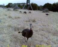 Texas Wild Turkey Game Camera Photo