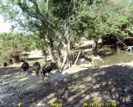 Texas Wild Turkey Game Camera Photo