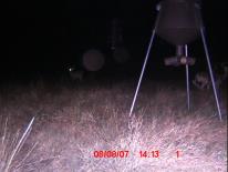 Texas Whitetail Deer Game Camera Photo
