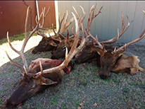 Red Stag